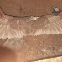شازده جوونه و دوبال نر|پرنده|فردوس (خراسان), |دیوار