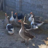 ۹ عدد غازه ۹ ماهه