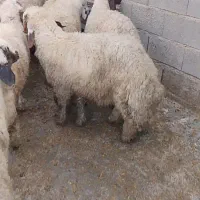 گوسفند اصل سنجابی میش سنجابی