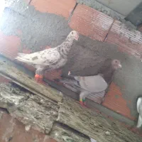 تعدادی کبوتر به فروش می رسد