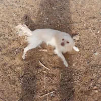 فروش سگخانگی|سگ|ابرکوه, |دیوار