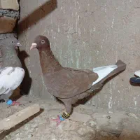 ۴ تا رنگی پرشی|پرنده|تاکستان, |دیوار