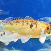 ماهی کوی ۵۰ سانتی|ماهی|تهران, مجیدیه|دیوار