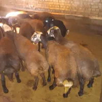 بره نیم گوشت