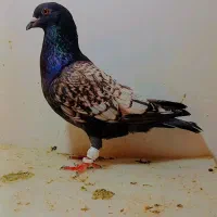 کبوتر طاووسی