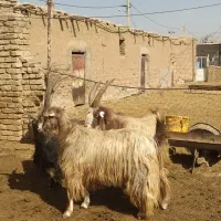 فروش نر بز|حیوانات مزرعه|بوئین زهرا, |دیوار