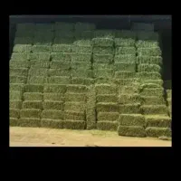 با کیفیت ترین ینجه پر گل