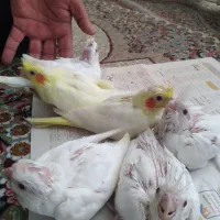 جوجه عروس هلندی|پرنده|طبس, |دیوار