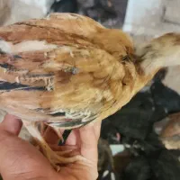 نیمچه مرغ و خروس