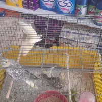 کوتوله و عروس هلندی