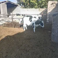 گوساله ماده|حیوانات مزرعه|نیشابور, فضل|دیوار