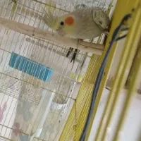 جفت عروس هلندی