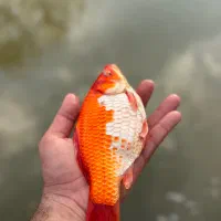 ماهی قرمز سوپر سایز