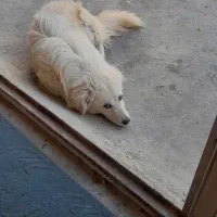 سگ پا کوتاه