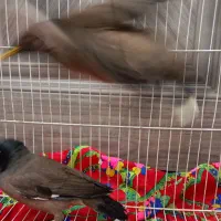 مرغ مینا|پرنده|نیشابور, مازول|دیوار