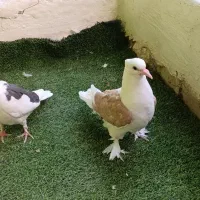 تابلو فرش کفتر|تابلو فرش|بیرجند, |دیوار