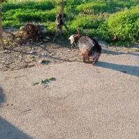 بوقلمون