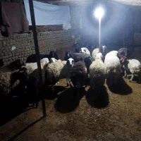 فروش گوسفند جهت قربانی
