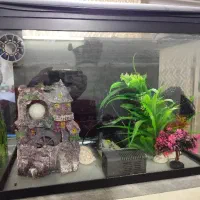 آکواریوم شرکتی با وسایل|ماهی|محمدیه-قزوین, |دیوار