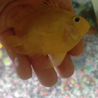 پرت و سیچیلاید