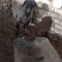 میش با بره و میش آبستن|حیوانات مزرعه|کاشان, درب اصفهان|دیوار