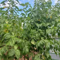 باغچه 800 متری با کنتور آب، برق و گاز شهری اختصاصی