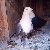 کفتر|پرنده|بیرجند, |دیوار