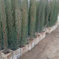 کارگر گلخانه، نیازمند کارگر