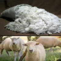 پشم گوسفند