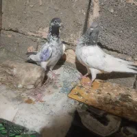 کبوتر پرشی پاکستانی