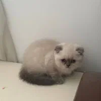 فروش گربه اسکاتیش دوماهه