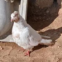 باسلام دو عدد کبوتر|پرنده|چرداول, |دیوار