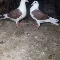 کبوتر دوبال قرمز