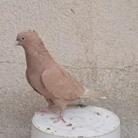 ماده دم سفید|پرنده|شیراز, شریف‌آباد|دیوار
