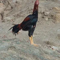 جوجه برزیلی|پرنده|کلاترزان, |دیوار