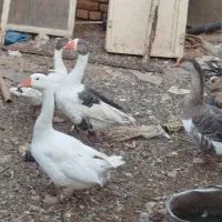 تعداد ۱۴ عدد غو غاز ودورور۲۰ تا مرغ وخروس محلی|حیوانات مزرعه|تاکستان, |دیوار