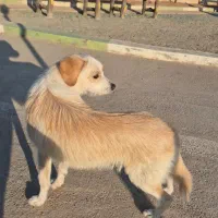 واگذاری سگ اشپیتز