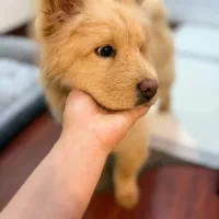 سگ چاو چاو|سگ|کرمان, |دیوار