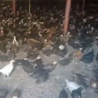 جوجه مرغ محلی