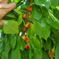 باغ ده شیخ ده کیلومتری شیراز|فروش زمین و ملک کلنگی|شیراز, شهرک امیر کبیر|دیوار