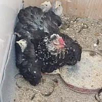 تعدادی جوجه مرغ و خرس گلین|حیوانات مزرعه|شیراز, شهرک گلستان|دیوار