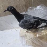 ۳ عدد کبوتر پلاکی و حلقه دار