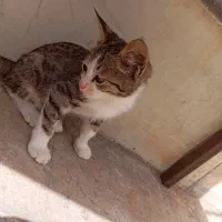 گربه خونگی ۴ماه