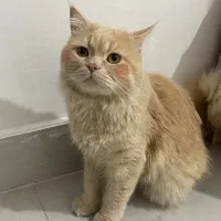 گربه