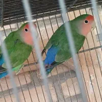 جوجه عروس هلندیی و دوتا کوتوله|پرنده|خمینی‌شهر, |دیوار