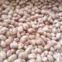 لوبیا چیتی بوجاری شده|عمدهفروشی|سبزوار, قصبه غربی|دیوار