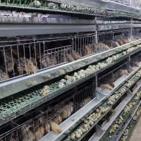 قفس بلدرچین پنج طبقه گالوانیزه