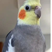 کمشده...مسکن مهر فاز دو