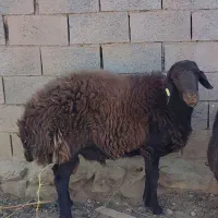 قوچ همو دوساله جوان