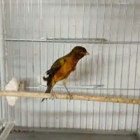 تعدادی قناری نر و ماده آماده|پرنده|کرج, شهرک بنفشه|دیوار